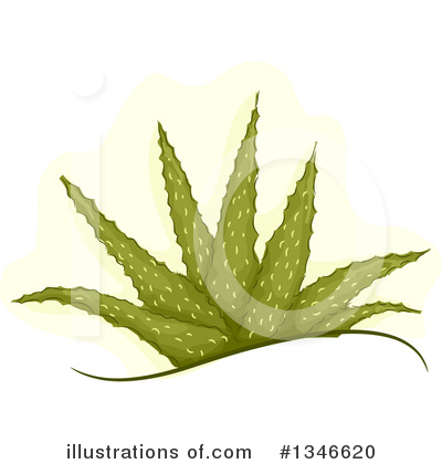 Royalty-Free (RF) Aloe Clipart Illustration by BNP Design Studio - Stock Sample #1346620