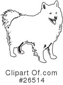 American Eskimo Dog Clipart #26514 by David Rey