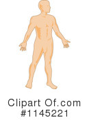 Anatomy Clipart #1145221 by patrimonio