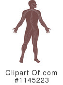 Anatomy Clipart #1145223 by patrimonio