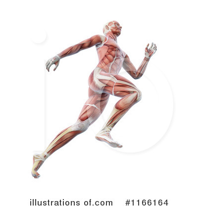 Royalty-Free (RF) Anatomy Clipart Illustration by Mopic - Stock Sample #1166164