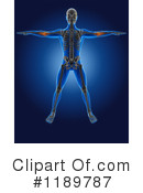 Anatomy Clipart #1189787 by KJ Pargeter
