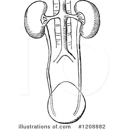 Royalty-Free (RF) Anatomy Clipart Illustration by Prawny Vintage - Stock Sample #1208882