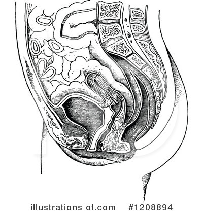 Royalty-Free (RF) Anatomy Clipart Illustration by Prawny Vintage - Stock Sample #1208894