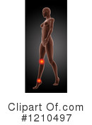 Anatomy Clipart #1210497 by KJ Pargeter