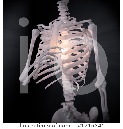 Xray Clipart #1215341 by Mopic