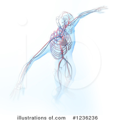 Circulatory System Clipart #1236236 by Mopic