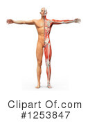 Anatomy Clipart #1253847 by Mopic