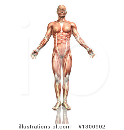 Muscle Clipart #1300902 by KJ Pargeter