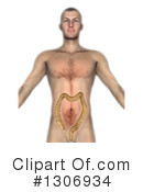 Anatomy Clipart #1306934 by KJ Pargeter