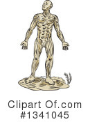 Anatomy Clipart #1341045 by patrimonio