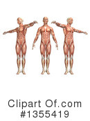 Anatomy Clipart #1355419 by KJ Pargeter