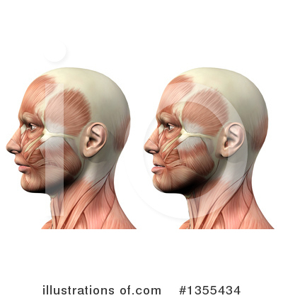 Royalty-Free (RF) Anatomy Clipart Illustration by KJ Pargeter - Stock Sample #1355434