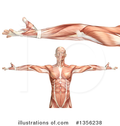 Muscle Clipart #1356238 by KJ Pargeter