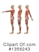 Anatomy Clipart #1356243 by KJ Pargeter