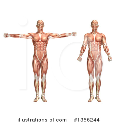 Royalty-Free (RF) Anatomy Clipart Illustration by KJ Pargeter - Stock Sample #1356244