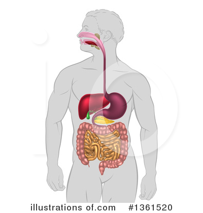 Digestive System Clipart #1361520 by AtStockIllustration