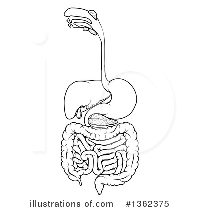 Stomach Clipart #1362375 by AtStockIllustration