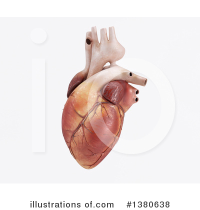 Cardiology Clipart #1380638 by KJ Pargeter