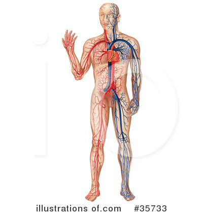 Royalty-Free (RF) Anatomy Clipart Illustration by dero - Stock Sample #35733