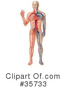 Anatomy Clipart #35733 by dero