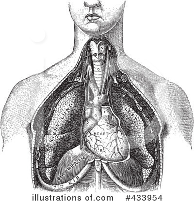 Royalty-Free (RF) Anatomy Clipart Illustration by BestVector - Stock Sample #433954