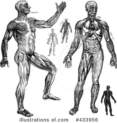 Royalty-Free (RF) Anatomy Clipart Illustration by BestVector - Stock Sample #433956