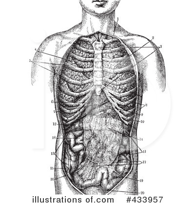 Royalty-Free (RF) Anatomy Clipart Illustration by BestVector - Stock Sample #433957
