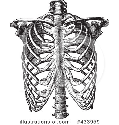 Skeleton Clipart #433959 by BestVector