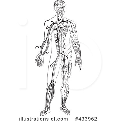 Royalty-Free (RF) Anatomy Clipart Illustration by BestVector - Stock Sample #433962