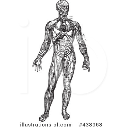 Royalty-Free (RF) Anatomy Clipart Illustration by BestVector - Stock Sample #433963