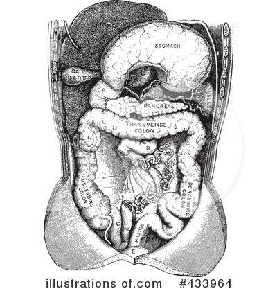 Royalty-Free (RF) Anatomy Clipart Illustration by BestVector - Stock Sample #433964