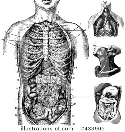 Anatomy Clipart #433965 by BestVector