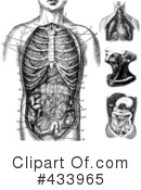 Anatomy Clipart #433965 by BestVector