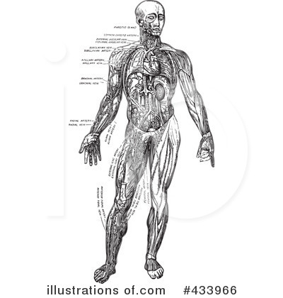 Royalty-Free (RF) Anatomy Clipart Illustration by BestVector - Stock Sample #433966