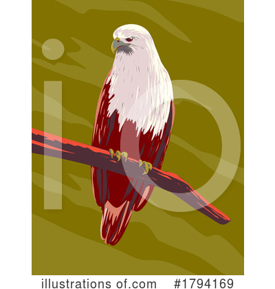 Falcon Clipart #1794169 by patrimonio