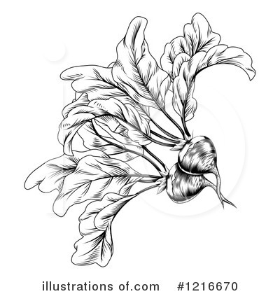 Royalty-Free (RF) Beet Clipart Illustration by AtStockIllustration - Stock Sample #1216670