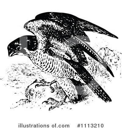 Peregrine Falcon Clipart #1113210 by Prawny Vintage