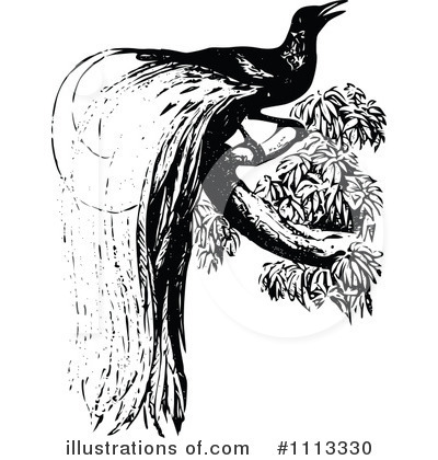Bird Of Paradise Clipart #1113330 by Prawny Vintage