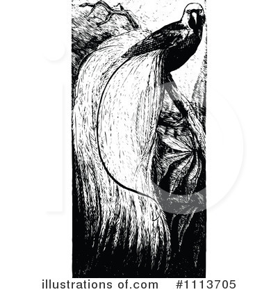 Bird Of Paradise Clipart #1113705 by Prawny Vintage