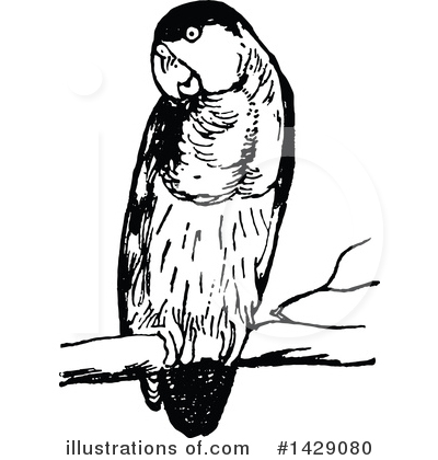 Royalty-Free (RF) Bird Clipart Illustration by Prawny Vintage - Stock Sample #1429080