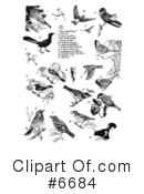 Bird Clipart #6684 by JVPD