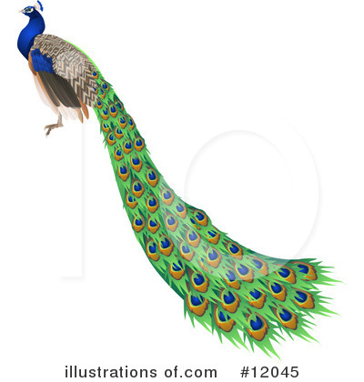 Peacock Clipart #12045 by AtStockIllustration