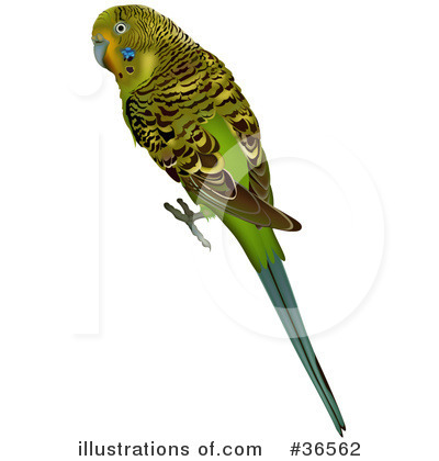 Parakeet Clipart #36562 by dero