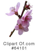 Blossoms Clipart #64101 by dero