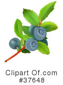 Blueberry Clipart #37648 by dero