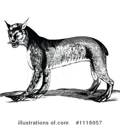 Royalty-Free (RF) Bobcat Clipart Illustration by Prawny Vintage - Stock Sample #1116057