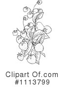 Botanical Clipart #1113799 by Prawny Vintage