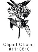 Botanical Clipart #1113810 by Prawny Vintage