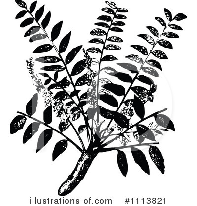 Botanical Clipart #1113821 by Prawny Vintage